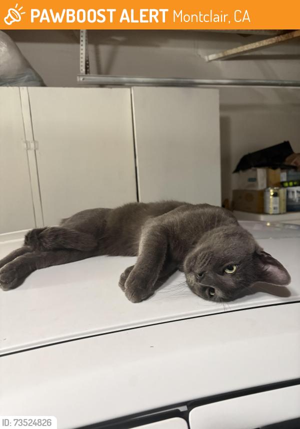 Found/Stray Male Cat last seen S Mills and San Jose St, Montclair, CA 91763