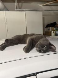 Found/Stray Male Cat last seen S Mills and San Jose St, Montclair, CA 91763