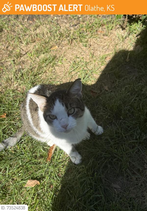 Found/Stray Unknown Cat last seen 108th and Brownridge st, Olathe, KS 66061