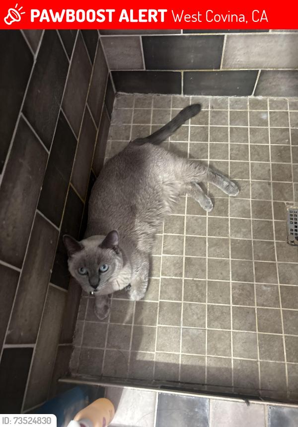 Lost Female Cat last seen Orange and Sherway, West Covina, CA 91790