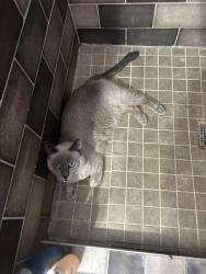 Lost Female Cat last seen Orange and Sherway, West Covina, CA 91790