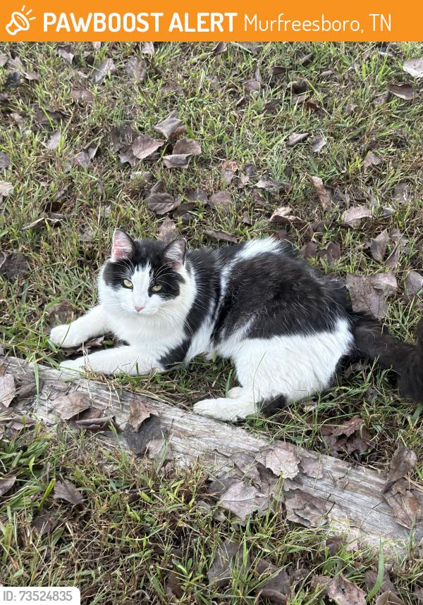 Found/Stray Female Cat last seen Idk, Murfreesboro, TN 37129