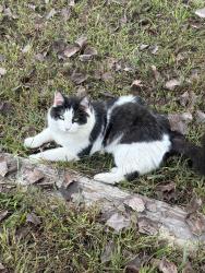 Found/Stray Female Cat last seen Idk, Murfreesboro, TN 37129