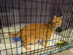 Reunited Unknown Cat last seen Mccoy and S vireo, Kennedy Township, PA 15136