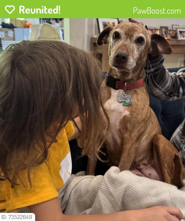Reunited Female Dog last seen Ward Elementary School, New Rochelle, NY 10804
