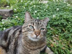 Lost Male Cat last seen South Leslie Ave and East 39th terrace south, Independence, MO 64055