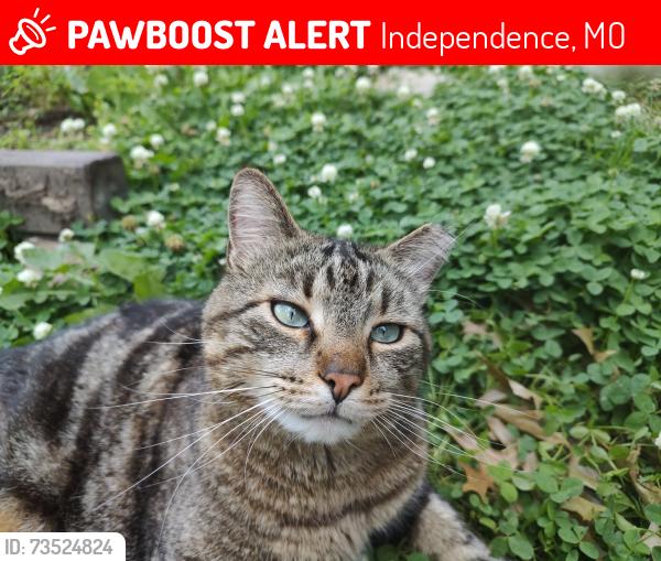 Lost Male Cat last seen South Leslie Ave and East 39th terrace south, Independence, MO 64055