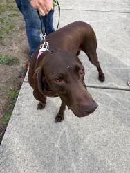Found/Stray Female Dog last seen Across from Langara College, Vancouver, BC 