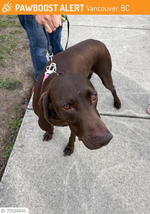 Found/Stray Female Dog last seen Across from Langara College, Vancouver, BC 
