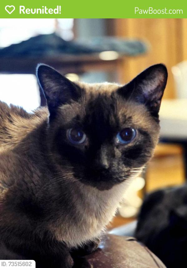 Reunited Male Cat last seen 33rd, Nicole Dr, Lincoln, Sioux Falls, SD 57105