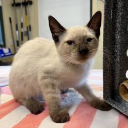 Shelter Stray Male Cat last seen , 361 S Raymond Ave, Pasadena, CA 91105, USA