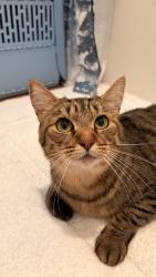 Reunited Female Cat last seen Deveraux Glen Wetlands, Cedar Mill, OR 97229