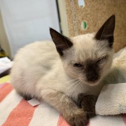 Shelter Stray Female Cat last seen , 361 S Raymond Ave, Pasadena, CA 91105, USA