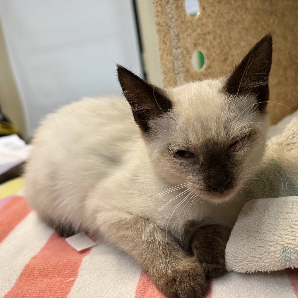 Shelter Stray Female Cat last seen , 361 S Raymond Ave, Pasadena, CA 91105, USA
