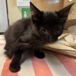 Shelter Stray Female Cat last seen , 361 S Raymond Ave, Pasadena, CA 91105, USA