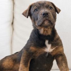 Shelter Stray Male Dog last seen , 3612 11th Ave, Los Angeles, CA 90018, USA
