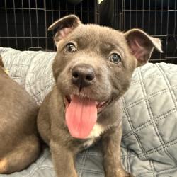 Shelter Stray Female Dog last seen , 3612 11th Ave, Los Angeles, CA 90018, USA