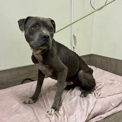 Shelter Stray Female Dog last seen , 361 S Raymond Ave, Pasadena, CA 91105, USA
