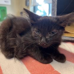 Shelter Stray Female Cat last seen , 361 S Raymond Ave, Pasadena, CA 91105, USA