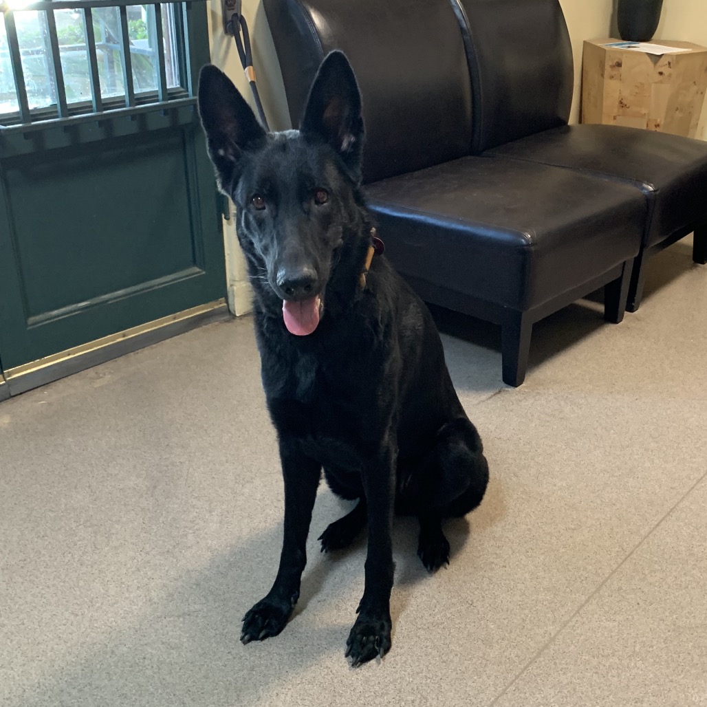 Shelter Stray Female Dog last seen , 361 S Raymond Ave, Pasadena, CA 91105, USA