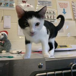 Shelter Stray Male Cat last seen , 2350 Appling City Cove, Memphis, TN 38133, USA