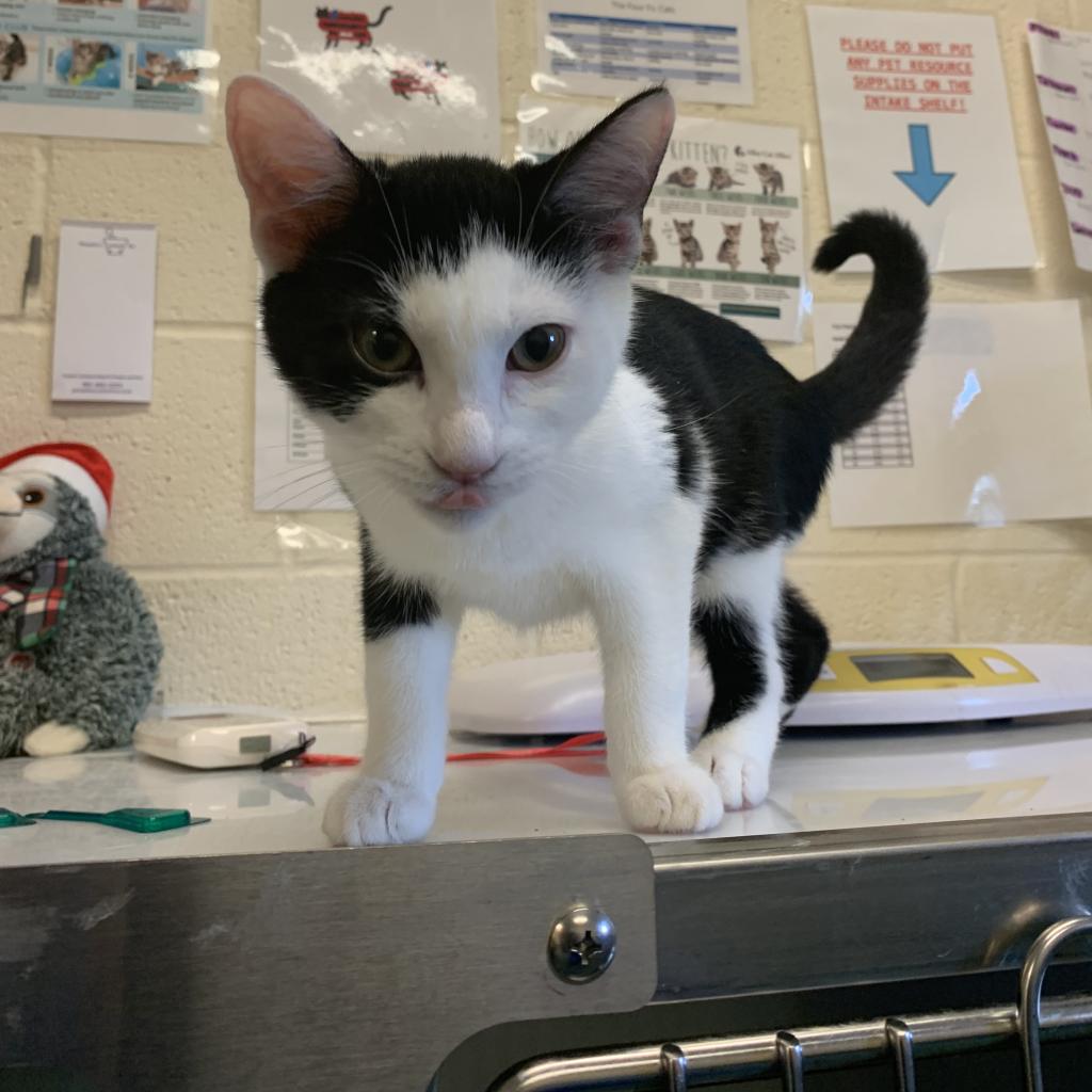 Shelter Stray Male Cat last seen , 2350 Appling City Cove, Memphis, TN 38133, USA