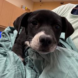 Shelter Stray Female Dog last seen , 2350 Appling City Cove, Memphis, TN 38133, USA