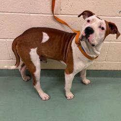 Shelter Stray Male Dog last seen , 2350 Appling City Cove, Memphis, TN 38133, USA