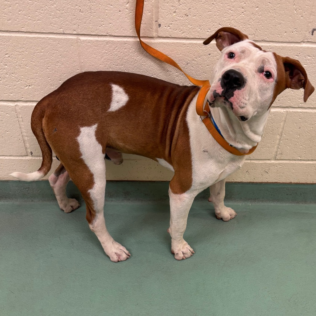 Shelter Stray Male Dog last seen , 2350 Appling City Cove, Memphis, TN 38133, USA