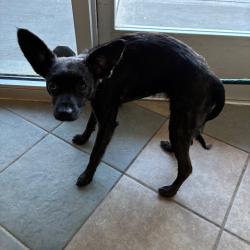 Shelter Stray Female Dog last seen , 4500 N Access Rd, Chattanooga, TN 37415, USA
