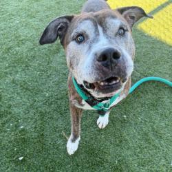 Shelter Stray Male Dog last seen , Animal Care & Control Team of Philly, 111 W Hunting Park Ave, Philadelphia, PA 19140, USA
