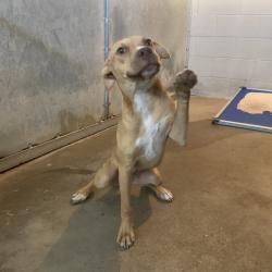 Shelter Stray Female Dog last seen , 2451 N Expressway 281, Edinburg, TX 78541, USA