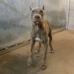 Shelter Stray Male Dog last seen , 2451 N Expressway 281, Edinburg, TX 78541, USA