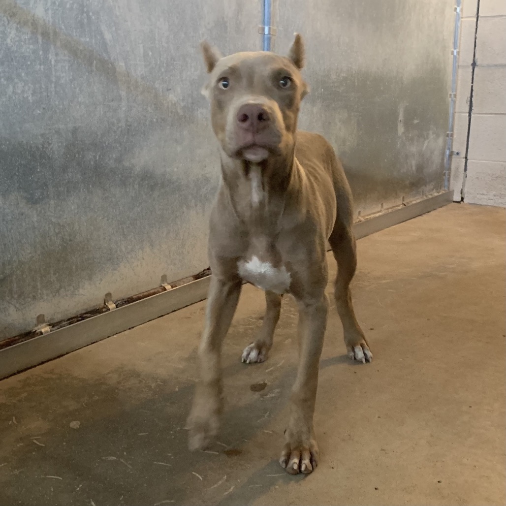 Shelter Stray Male Dog last seen , 2451 N Expressway 281, Edinburg, TX 78541, USA