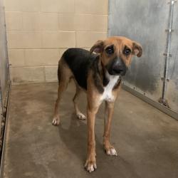 Shelter Stray Male Dog last seen , 2451 N Expressway 281, Edinburg, TX 78541, USA