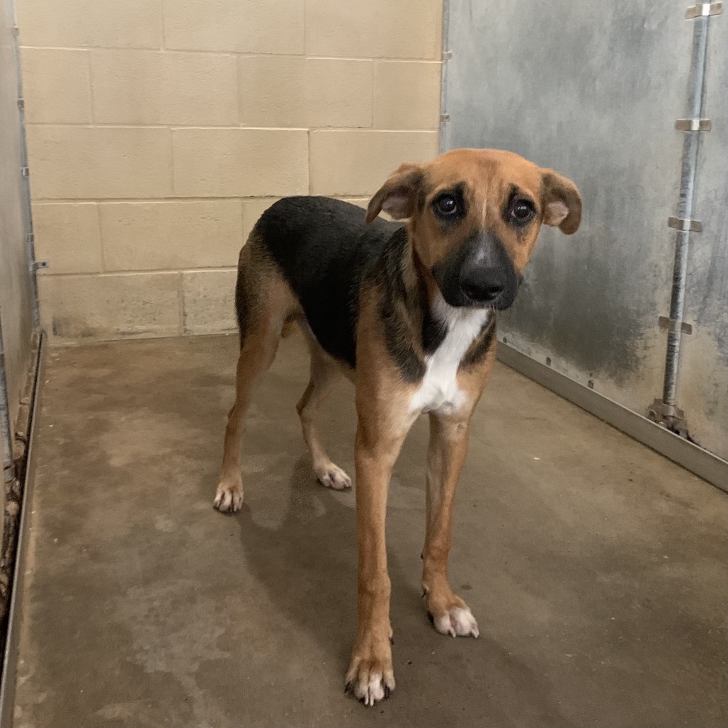Shelter Stray Male Dog last seen , 2451 N Expressway 281, Edinburg, TX 78541, USA