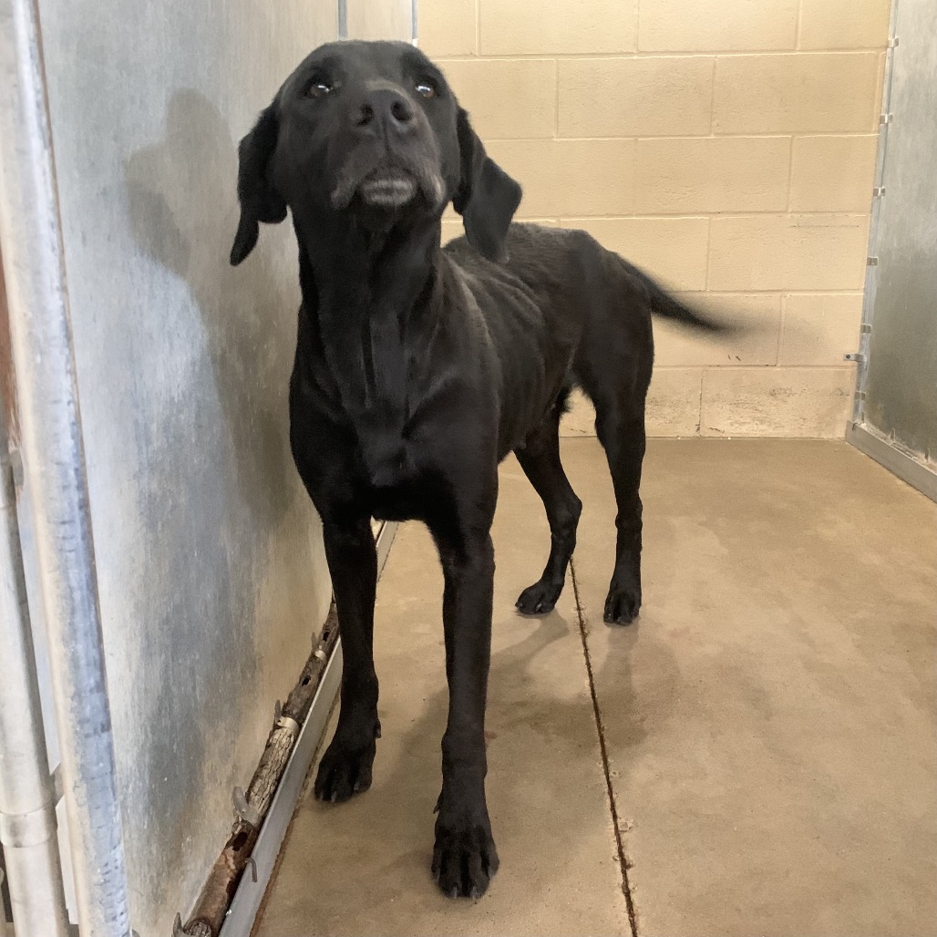 Shelter Stray Female Dog last seen , 2451 N Expressway 281, Edinburg, TX 78541, USA