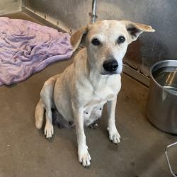 Shelter Stray Female Dog last seen , 2451 N Expressway 281, Edinburg, TX 78541, USA
