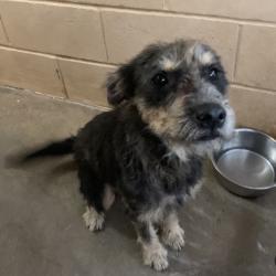 Shelter Stray Male Dog last seen , 2451 N Expressway 281, Edinburg, TX 78541, USA