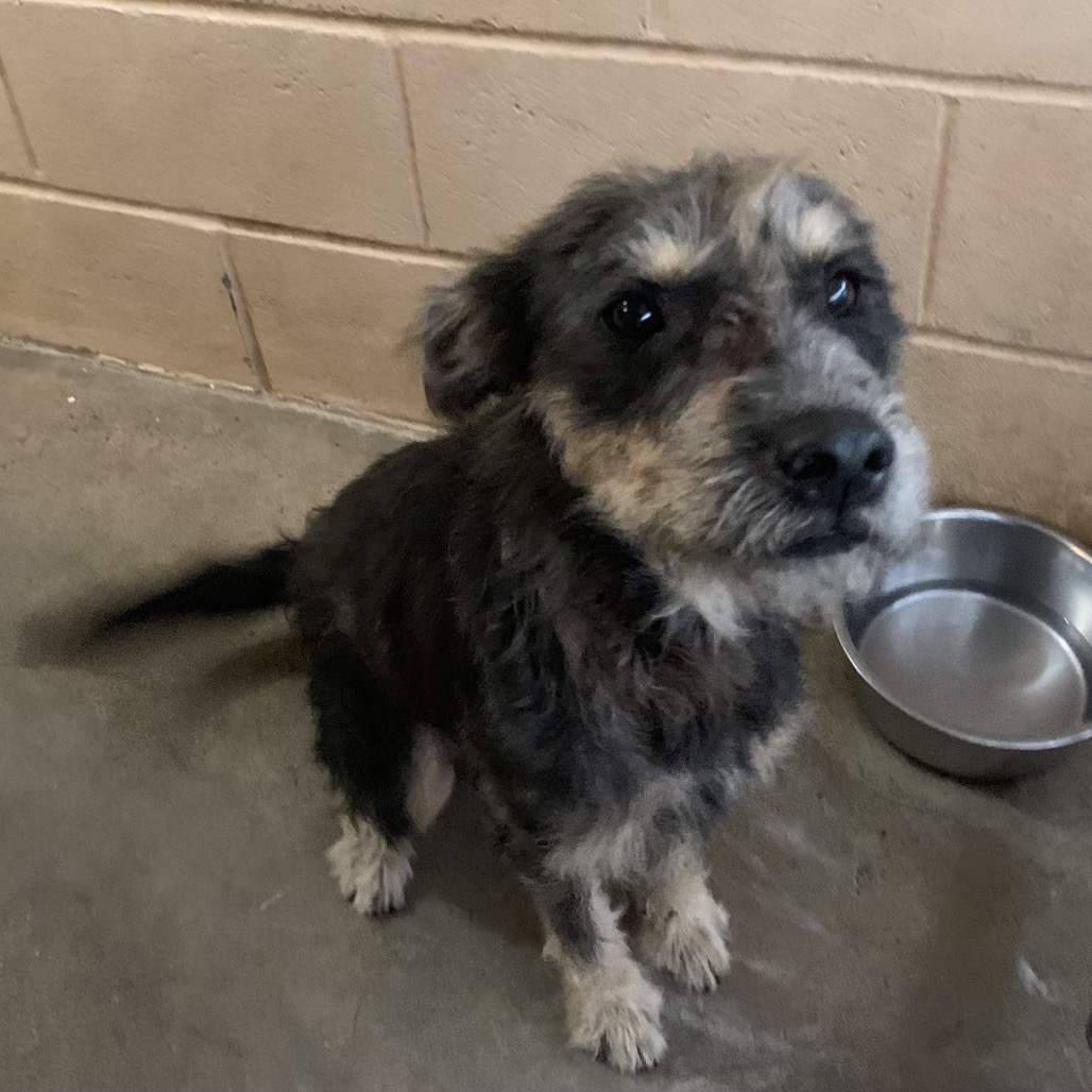 Shelter Stray Male Dog last seen , 2451 N Expressway 281, Edinburg, TX 78541, USA