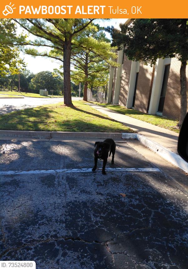 Found/Stray Unknown Dog last seen S 41st Street & 103rd Behind Popeyes in Epic Schools parking lot, Tulsa, OK 74146