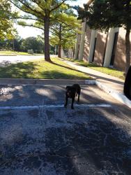 Found/Stray Unknown Dog last seen S 41st Street & 103rd Behind Popeyes in Epic Schools parking lot, Tulsa, OK 74146