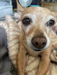 Lost Female Dog last seen 47th & Wire Dr, Sacramento, CA 95823
