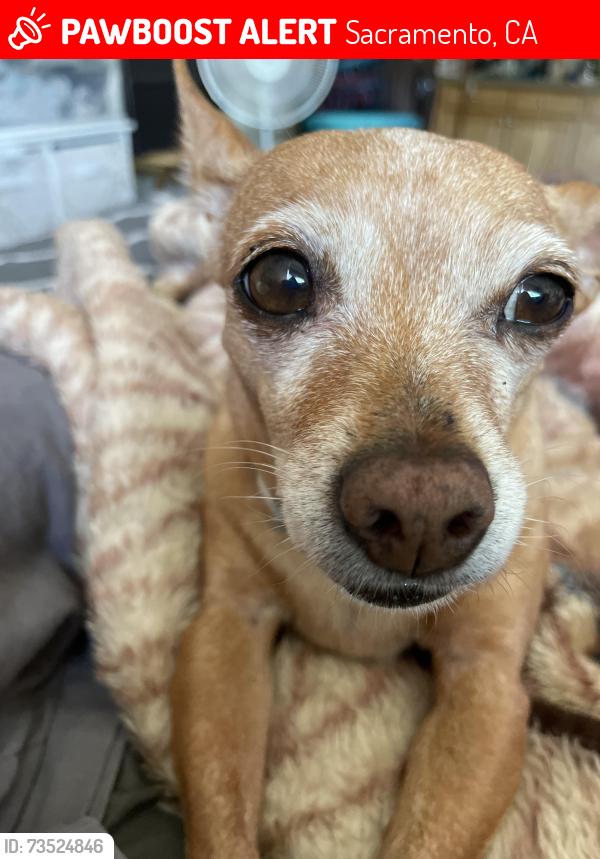 Lost Female Dog last seen 47th & Wire Dr, Sacramento, CA 95823