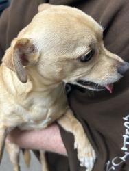 Reunited Female Dog last seen SW Ridge and SW Collins, Portland, OR 97219