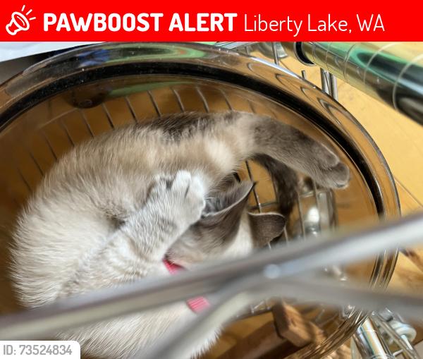 Lost Male Cat last seen Country vista drive/Kramer. Ran east in hills above fire station., Liberty Lake, WA 99019