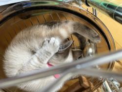 Lost Male Cat last seen Country vista drive/Kramer. Ran east in hills above fire station., Liberty Lake, WA 99019