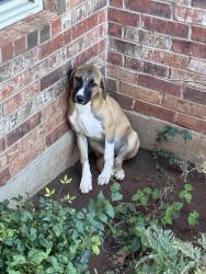 Reunited Female Dog last seen NW 164th St and MacArthur, Edmond, OK 73013