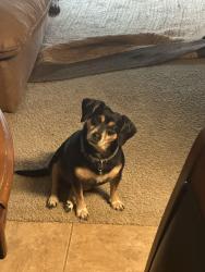 Reunited Female Dog last seen Near W Melissa Rd, Yardly Stoneridge, Melissa, TX 75454