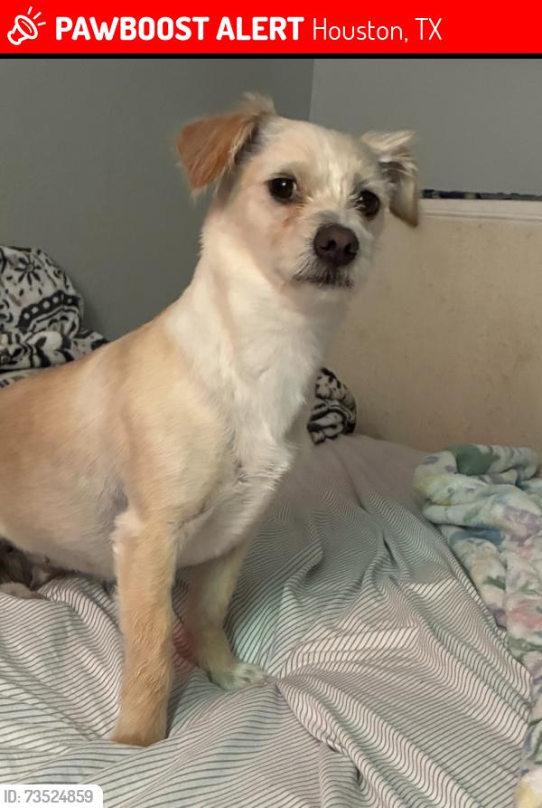 Lost Female Dog last seen Stonehaven apts, Houston, TX 77040